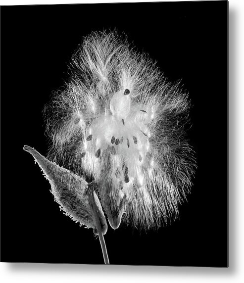 Asclepias Metal Print featuring the photograph Milkweed by Jim Hughes