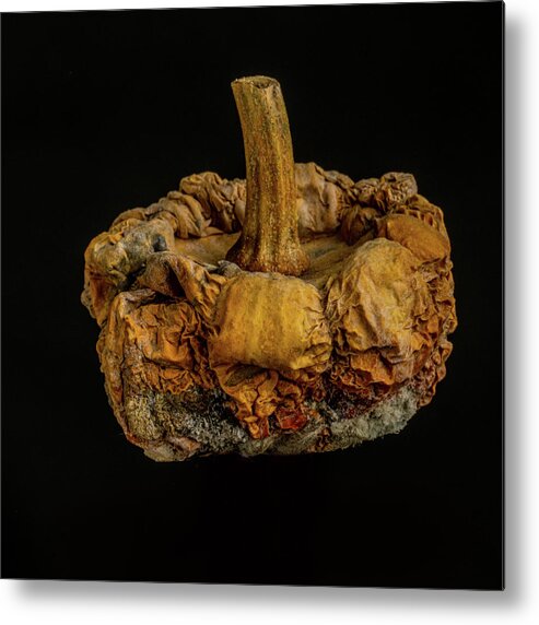 Rotten Metal Print featuring the photograph Moldy Gourd by Paul Freidlund
