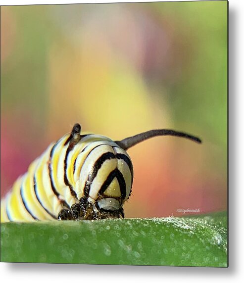 Monarch Caterpillar Metal Print featuring the photograph Monarch Caterpillar Face by Nancy Denmark