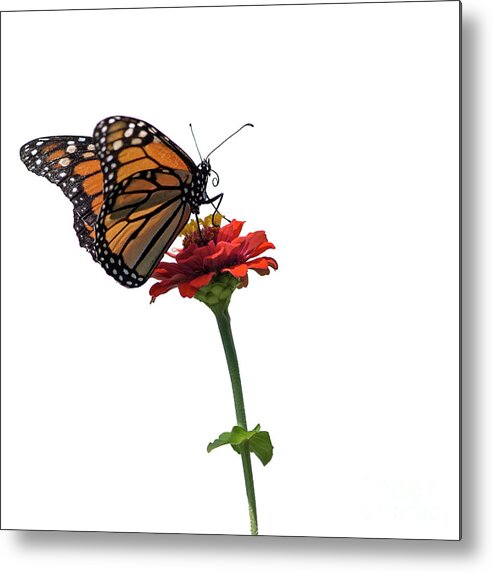 Monarch Butterfly Metal Print featuring the photograph Monarch on Red ZInnia by Tamara Becker