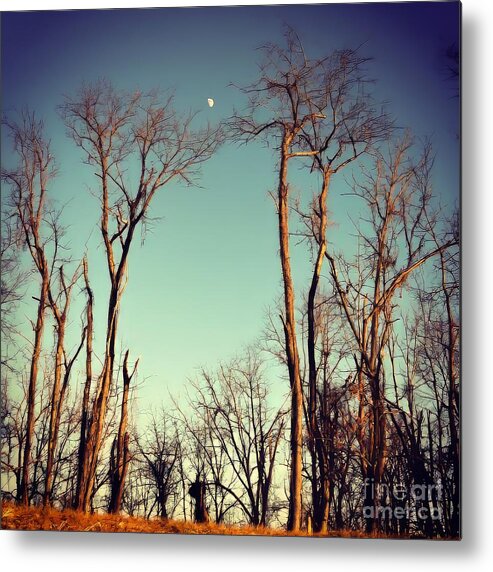Moon Metal Print featuring the photograph Moon Between The Trees by Kerri Farley