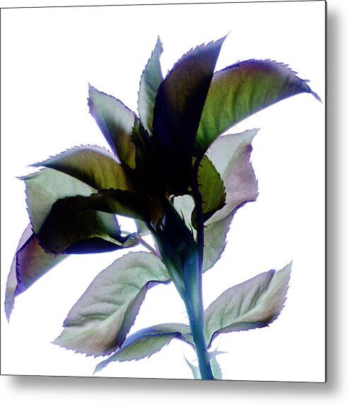 Purple Metal Print featuring the photograph Moonlit Rose by Marsha Tudor