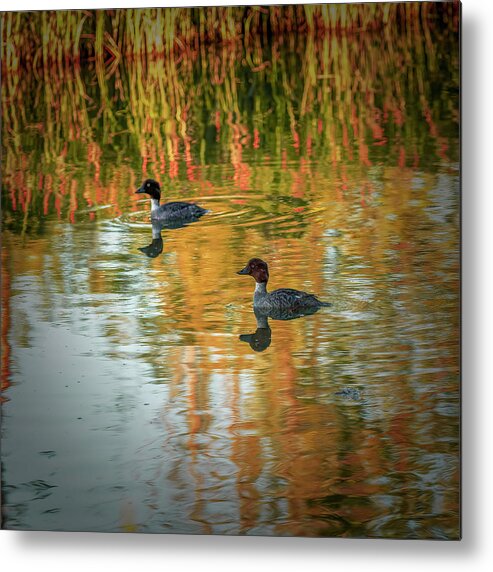 Morning Reflections Metal Print featuring the photograph Morning Reflections by Leif Sohlman