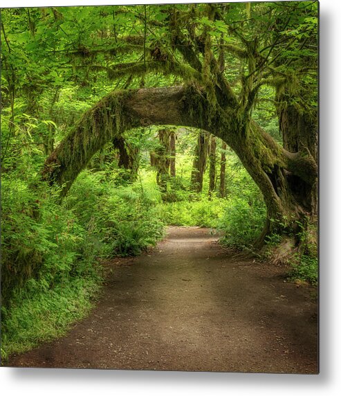 Washington Metal Print featuring the photograph Mossy Arch by Jon Ares