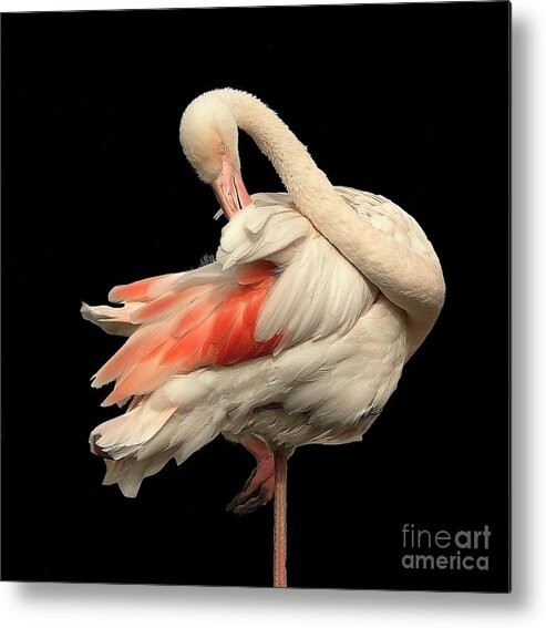 Flamingo Posing Ballerina Gentle Delicate Red Black Flexible Long Neck Curved White Pink Animal Big Elegant Elegance Single Alone Beauty Handsome Expressionistic Figure Character Expressive Charming Aesthetic Singular Shaped Modelling Posture Bird Natural History Powerful Beautiful Attractive Creative Stylish Striking Amazing Solo Fantastic Fabulous Proud Flexible Beak Vivid Contrast Sentimental Solitary Lonely Lonesome Loner Style Shy Hidden Feathers Standing One Leg Pretty Delightful Shy Wing Metal Print featuring the photograph Beautiful Flamingo Posing On One Leg Like A Ballerina On Effective Black Background by Tatiana Bogracheva