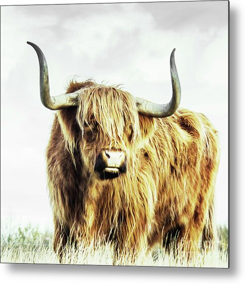 Bull Metal Print featuring the photograph No Bull About It Shaggy Highland Bull by Nikki Vig