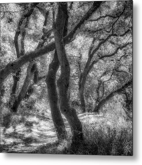 Oaks Metal Print featuring the photograph Oaks, Golden Gate Park by Donald Kinney