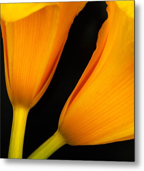  Flower Metal Print featuring the photograph Orange Lily Abstract by Tony Ramos