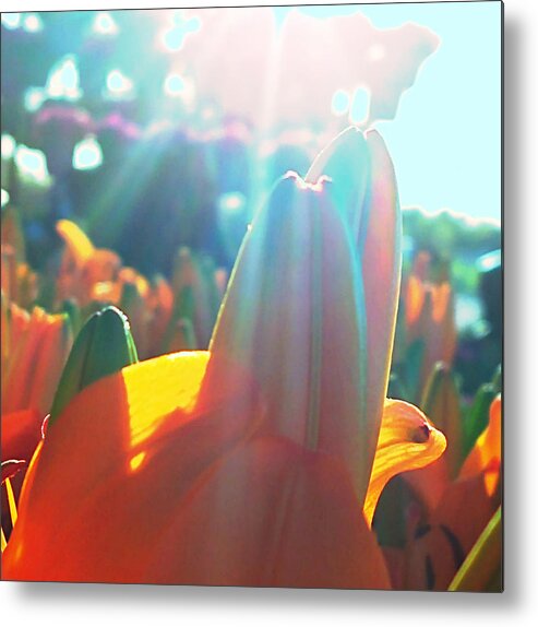 Orange Lily Closeup Metal Print featuring the digital art Orange Lily Sun Splash by Pamela Smale Williams