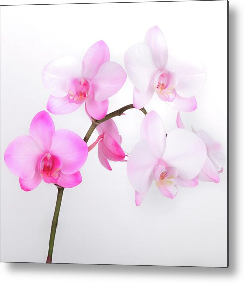 Myeress Metal Print featuring the photograph Orchid on White by Joe Myeress