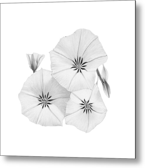 Paint A Sketch Metal Print featuring the digital art Paint A Sketch Morning Glories September Flower by Delynn Addams