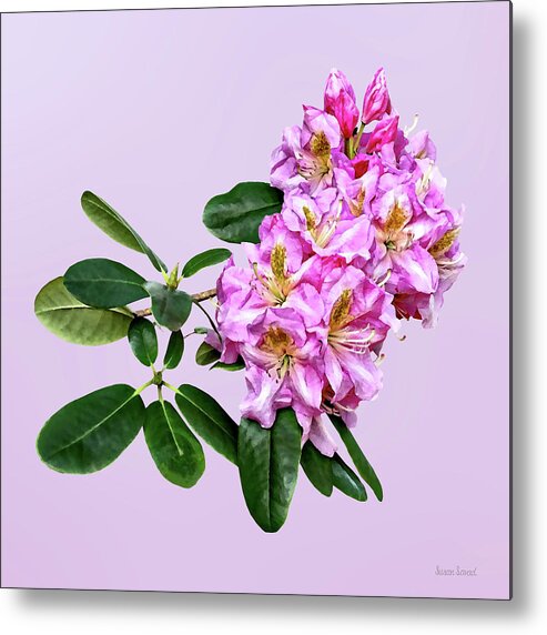 Rhododendron Metal Print featuring the photograph Pale Pink Rhododendron by Susan Savad