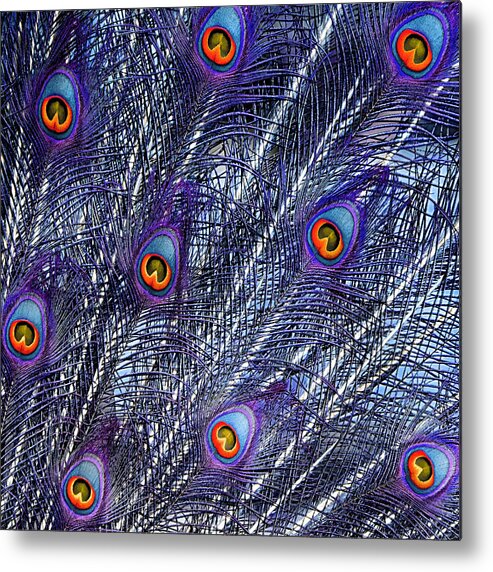 Feathers Metal Print featuring the photograph Peacock In Blue by World Art Collective