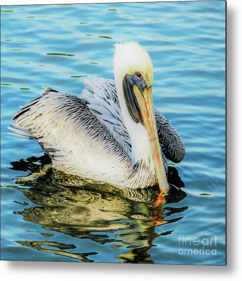 Pelican Metal Print featuring the photograph Pelican in Glow by Joanne Carey
