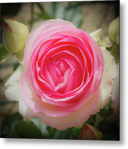 Background Metal Print featuring the pyrography Pierre de Ronsard rose in bloom by Jean-Luc Farges