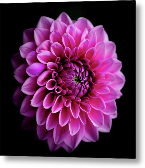 Art Metal Print featuring the photograph Pink Dahlia IV by Joan Han