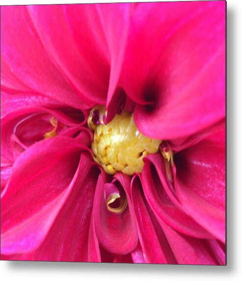 Pink Metal Print featuring the photograph Pink flower by Faa shie