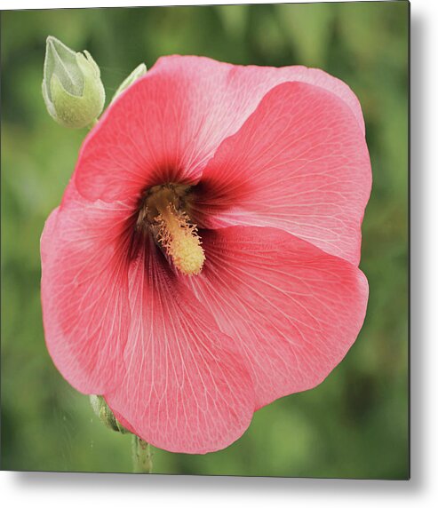 Flower Metal Print featuring the photograph Pink Hollyhock by Maria Meester