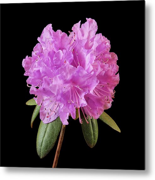 Rhododenron Metal Print featuring the photograph Pink Rhododendron by Jim Hughes