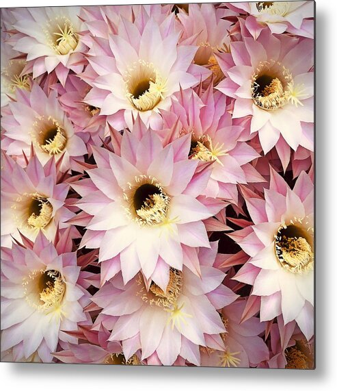 Pink Metal Print featuring the photograph Pink by Tanja Leuenberger