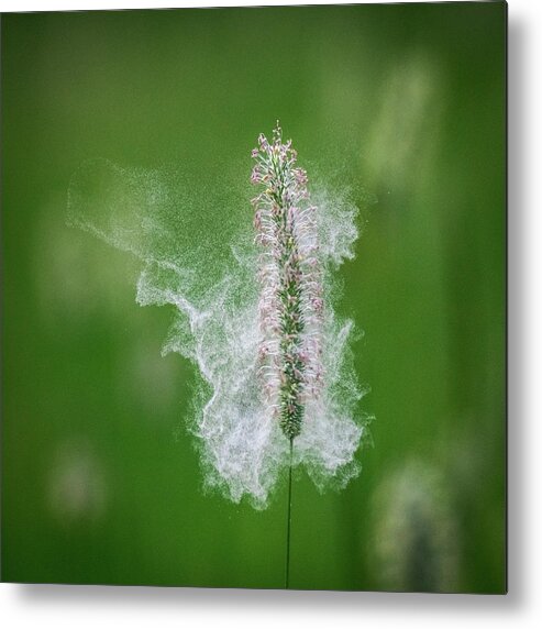 Timothy Grass Metal Print featuring the photograph Pollen Flies off Timothy Grass by Kelly VanDellen