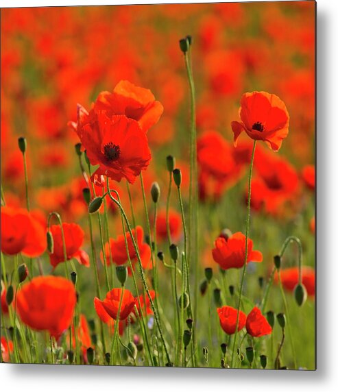 Landscape Metal Print featuring the photograph Poppy field 7 by Remigiusz MARCZAK