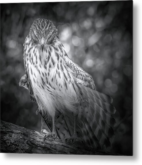 Red Shouldered Hawk Metal Print featuring the photograph Portrait of a Hawk by Mark Andrew Thomas