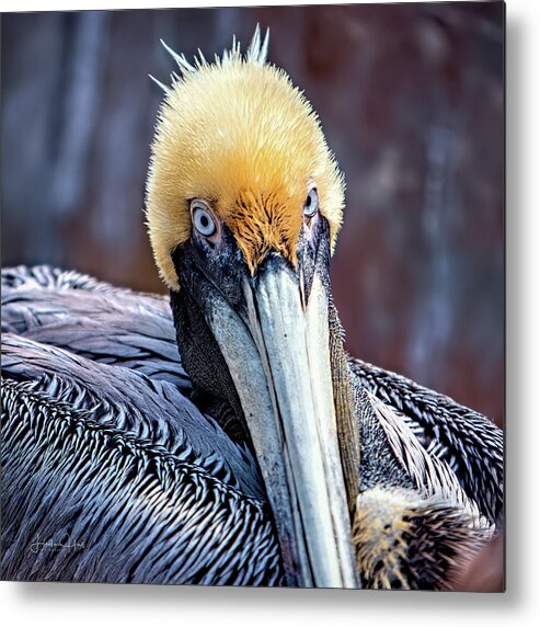 Pelican Metal Print featuring the digital art Portrait of a Pelican by Linda Lee Hall