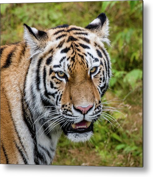 Carnivora Metal Print featuring the photograph Portrait of a Siberian tiger or Amur tiger looking at you by Torbjorn Swenelius