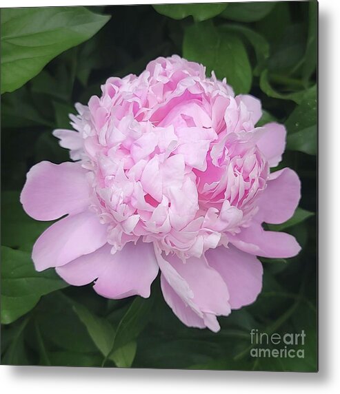 Art Metal Print featuring the photograph Ruffled Petals by Jeannie Rhode
