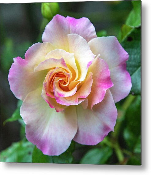 Flower Metal Print featuring the photograph Pretty Rose by Cathy Kovarik
