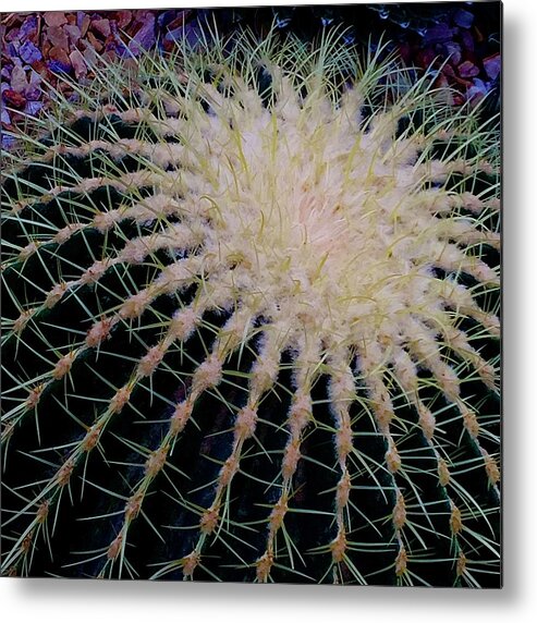 Cactus Metal Print featuring the photograph Prickly by Kerry Obrist