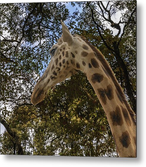 Africa Metal Print featuring the photograph Profile of a Giraffe by Laura Hedien