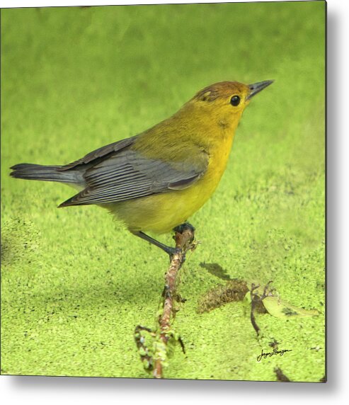 Prothonotary Warbler Metal Print featuring the photograph Prothonotary Warbler by Jurgen Lorenzen