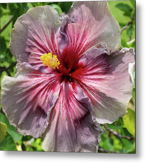 Hibiscus Metal Print featuring the photograph Purple Midnight by Tony Spencer