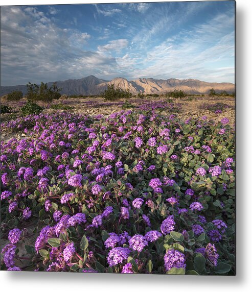 San Diego Metal Print featuring the photograph Purple Verbena at Anza Borrego by William Dunigan