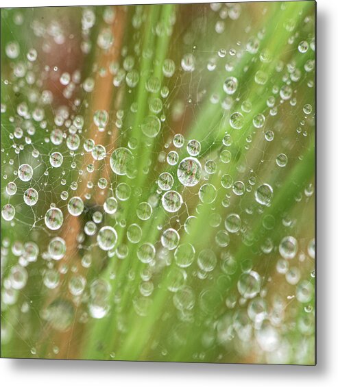 Rain Metal Print featuring the photograph Raindrops On A Web Net by Karen Rispin