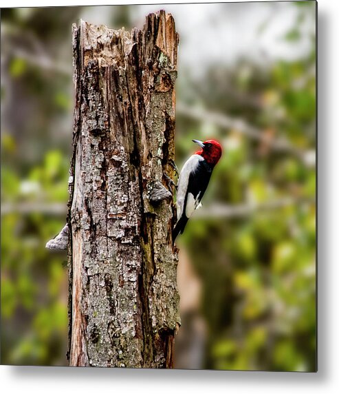  Metal Print featuring the photograph Red Headed Woodpecker by Daniel Hebard