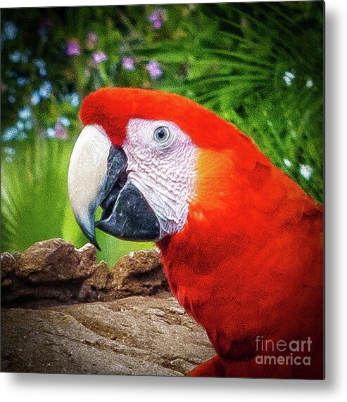 Animal Kingdom Metal Print featuring the photograph Red Parrot by Nick Zelinsky Jr