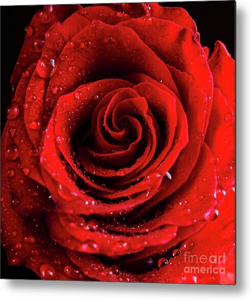 Rose Metal Print featuring the photograph Red Rose Bud with water drops by Jelena Jovanovic