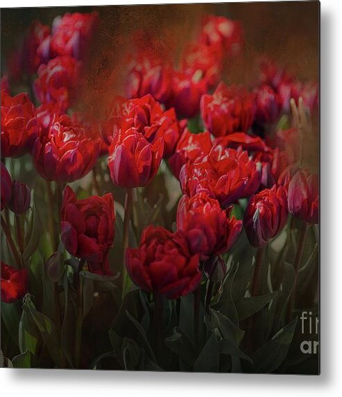 Tulips Metal Print featuring the photograph Red Tulips by Eva Lechner