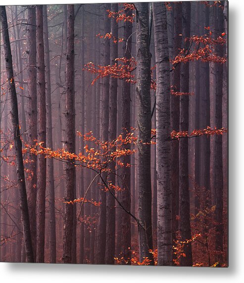 Mountain Metal Print featuring the photograph Red Wood by Evgeni Dinev