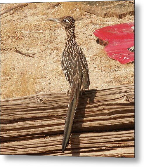 Roadrunner Metal Print featuring the photograph Roadrunner by Perry Hoffman