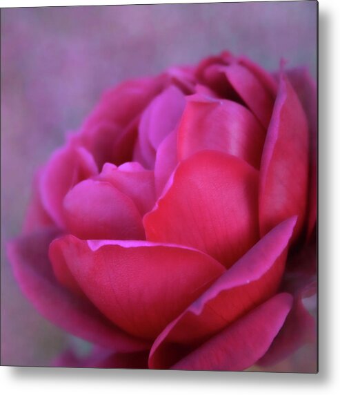 Rose Metal Print featuring the photograph Romancing the Rose by Sally Bauer