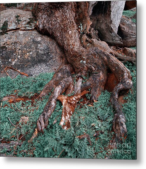 Tree Metal Print featuring the photograph Roots by Russell Brown