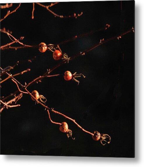 Digital Photograph Metal Print featuring the photograph Rose Hip by David Simmer