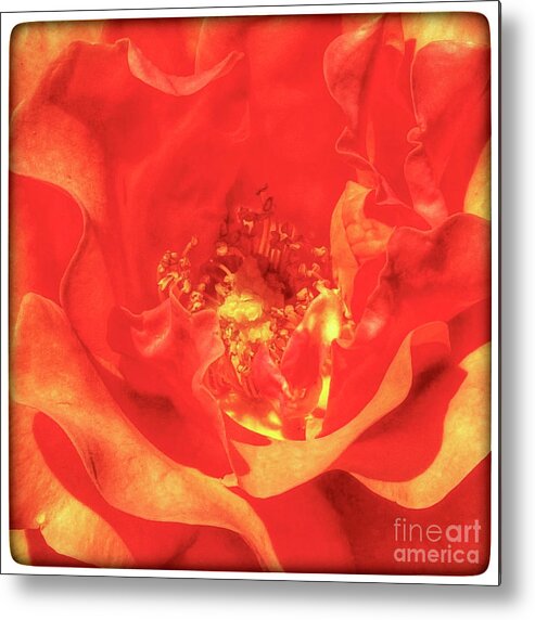 Rose Metal Print featuring the photograph Rose on Fire by Wendy Golden
