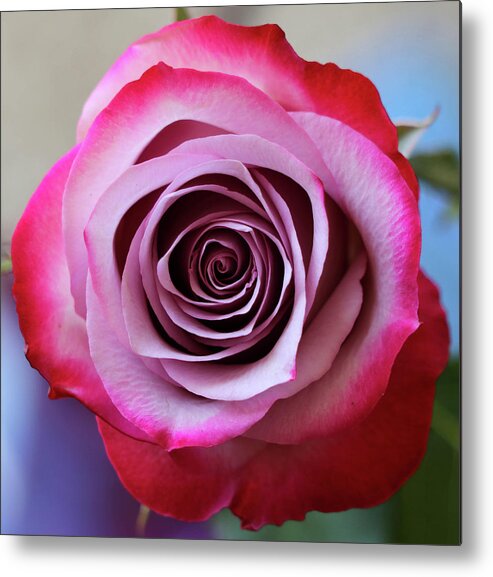 Rose Metal Print featuring the photograph Rose Swirl by Mary Anne Delgado