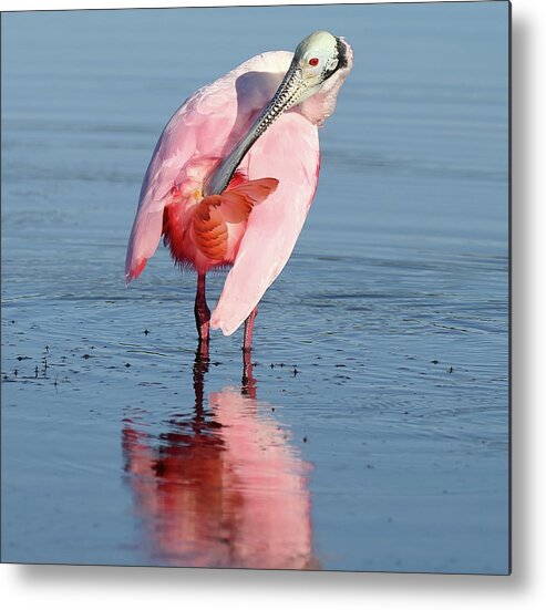 Roseate Spoonbill Metal Print featuring the photograph Roseate Spoonbill 5 by Mingming Jiang