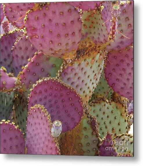 Cactus Metal Print featuring the photograph Rosey Cactus by Wendy Golden